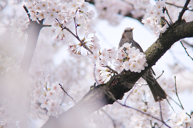 sakura2